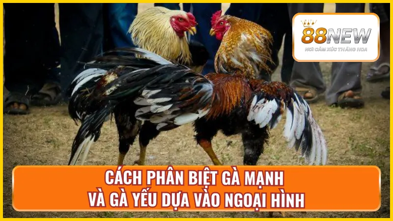 Các dấu hiệu giúp nhận diện gà khỏe và gà yếu