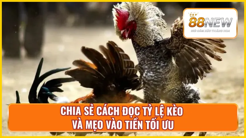 Bí kíp đặt cược đá gà cựa sắt tại New88 siêu hiệu quả