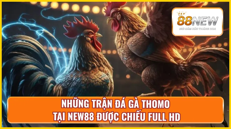 Điểm qua một số loại hình chọi kê có mặt tại nhà cái