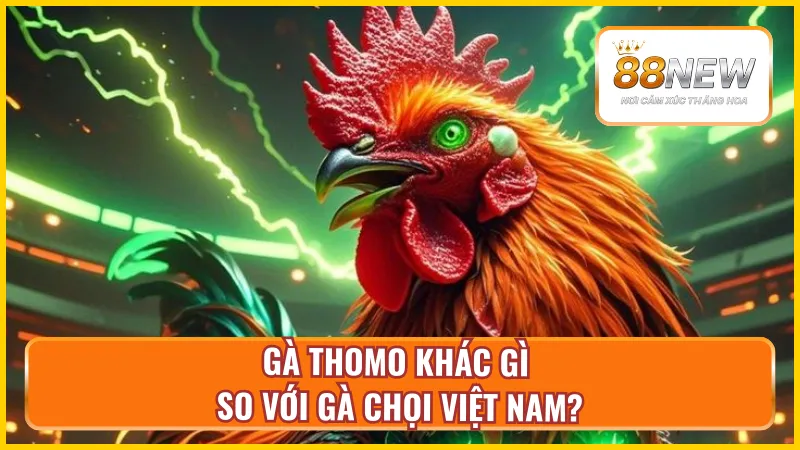 Sự khác biệt giữa gà Thomo và gà chọi Việt Nam